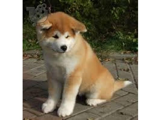 PoulaTo: κουτάβι Akita Inu